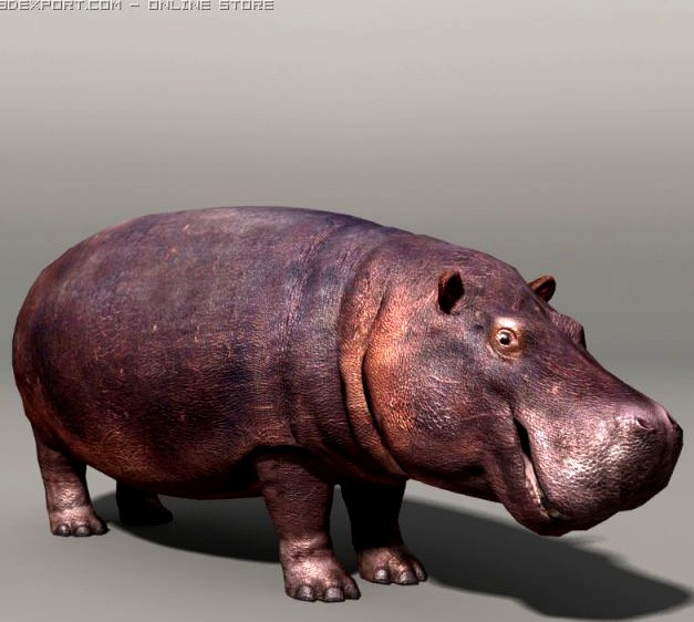 Hippopotamus 3D Model