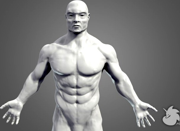 Muscular Base Mesh 3D Model