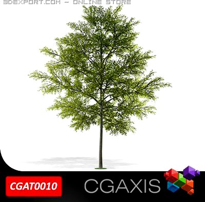 Tree CGAXIS 10 3D Model