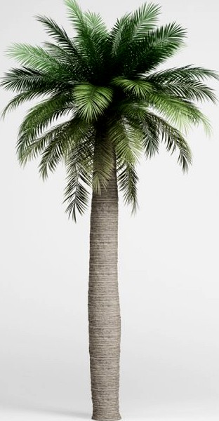 CGAxis Chilean Wine Palm 05 3D Model
