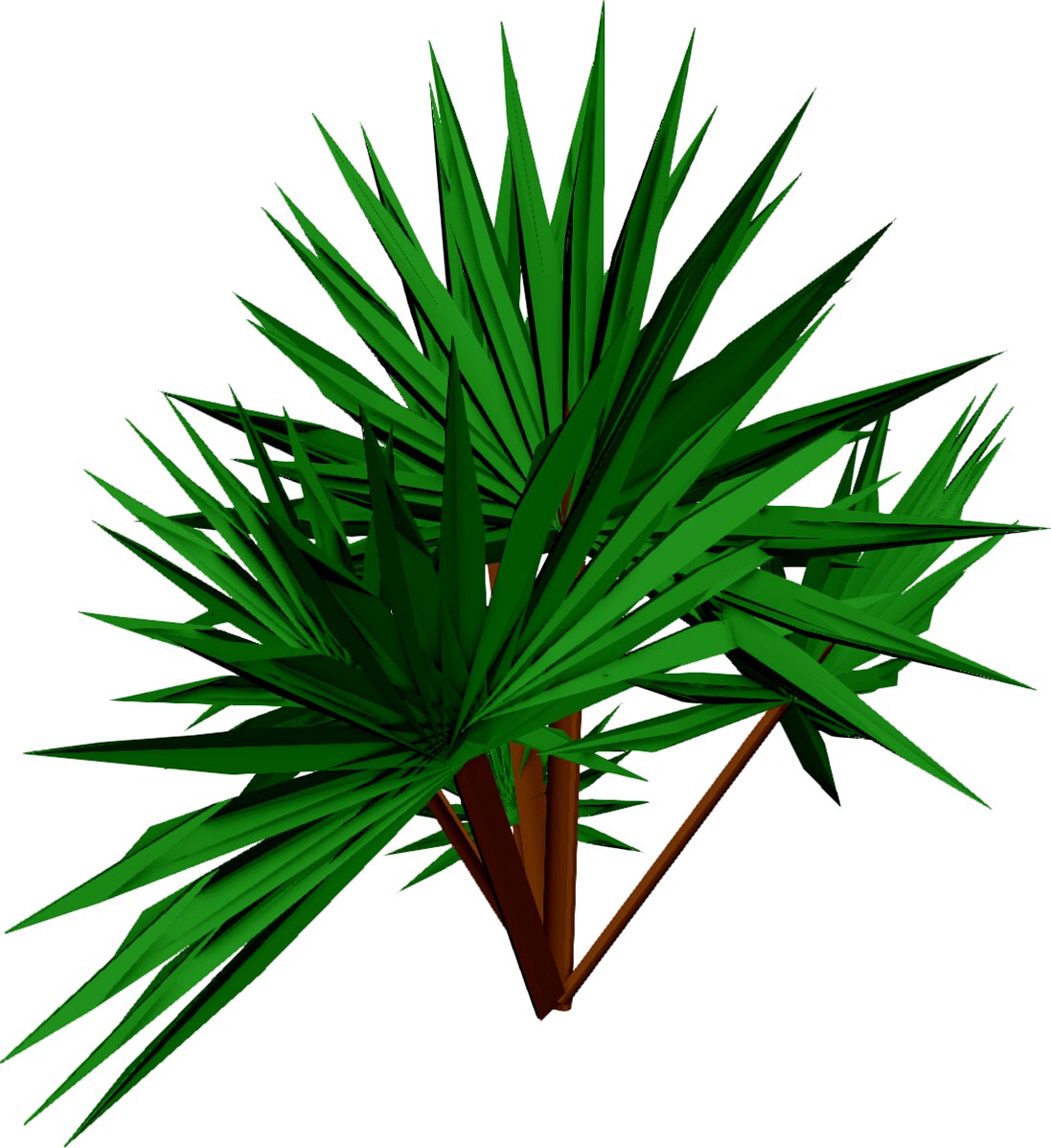 Palmetto Plant