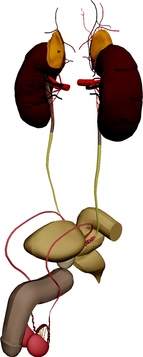 Prostate
