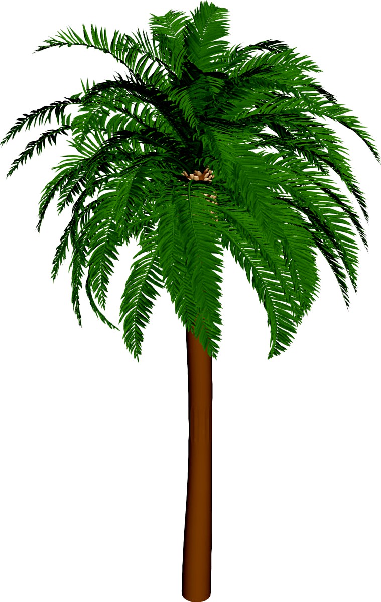Coconut Tree