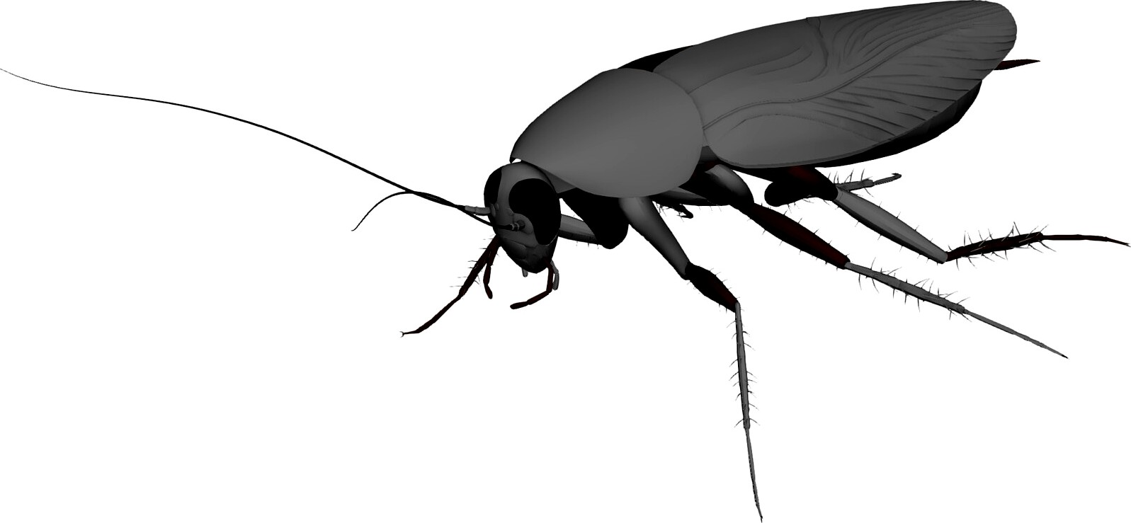 Cockroach