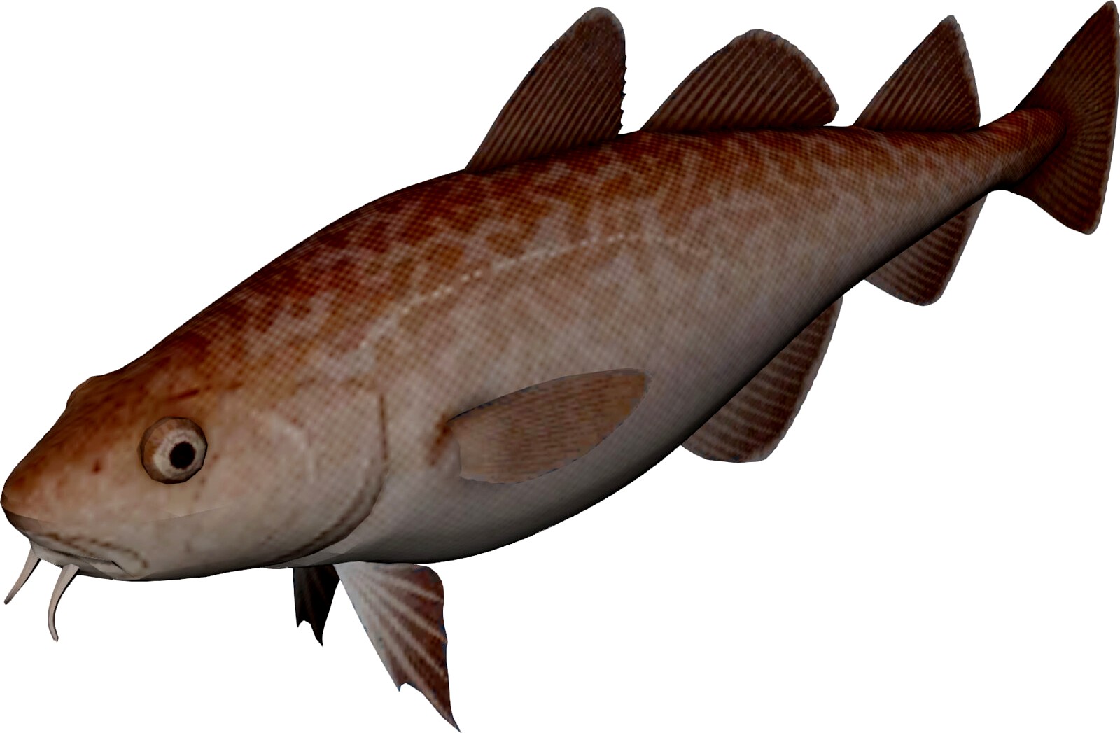Pacific Cod