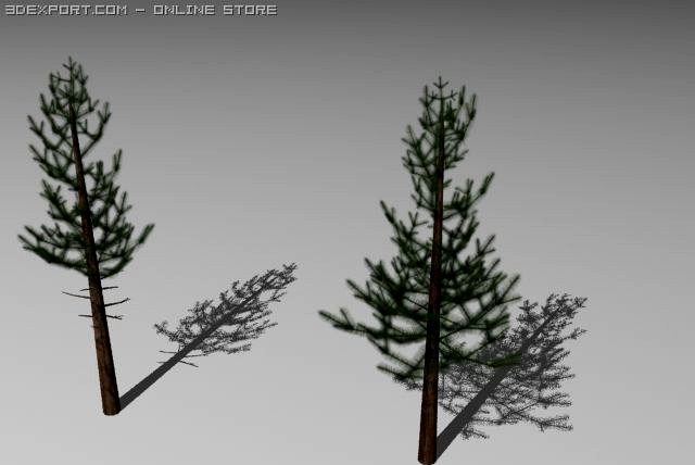 Pine trees 3D Model
