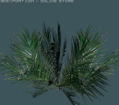 Palm 3D Model