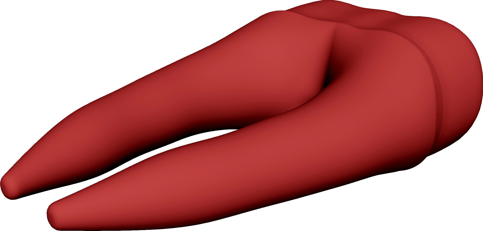 Molar Teeth 3D CAD Model