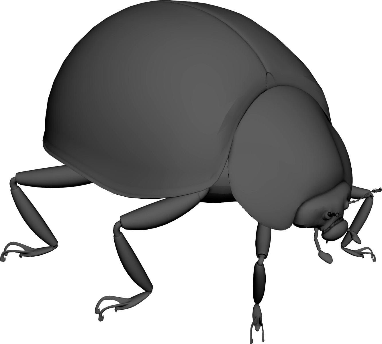 Ladybug
