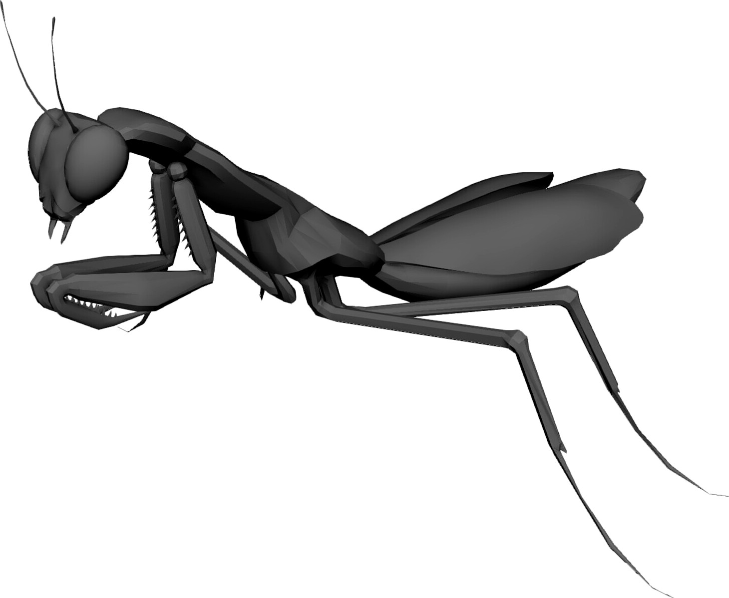 Praying Mantis