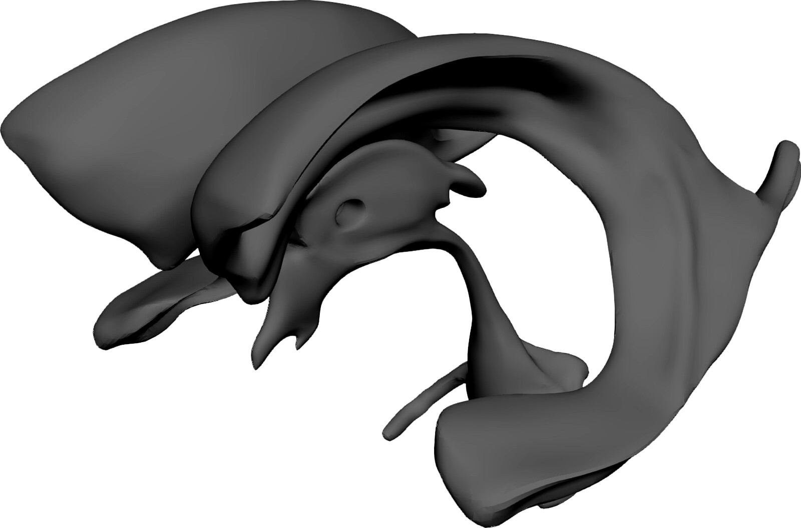 Brain Ventricle