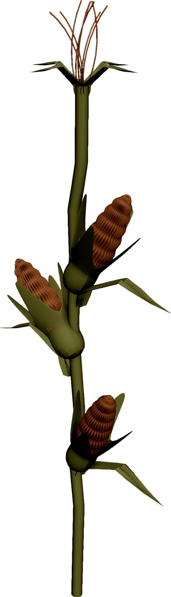 Corn Stalk