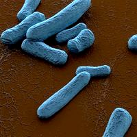 Bacteria on Scanning Electron Microscope