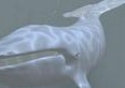 Whale