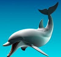 Dolphin