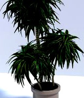 Dracaena Fragrans (Interior Plant)