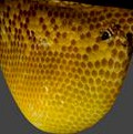 Honeycomb