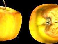 Rotten apple