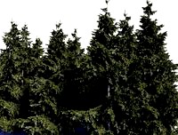 Background spruces