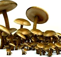 mushrooms