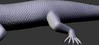 Desert Lizard