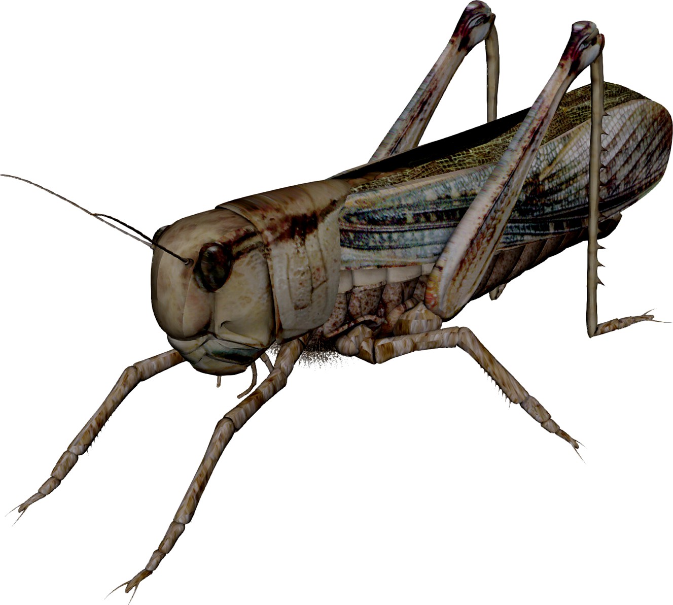 Grasshopper