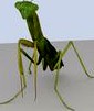 Praying Mantis