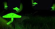 Bioluminescent Mushrooms