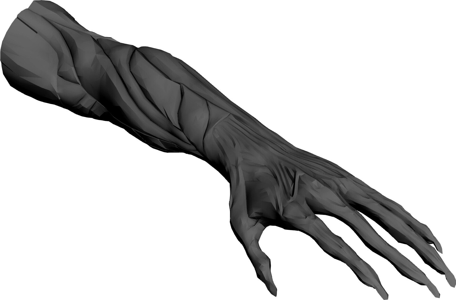 Arm Muscles 3d model