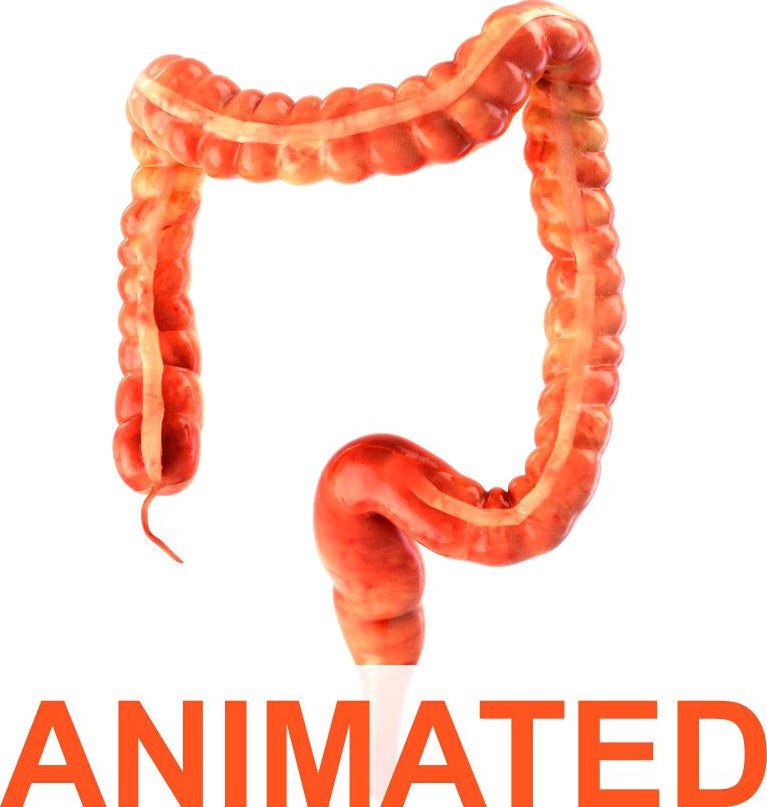 Human colon. Animated3d model