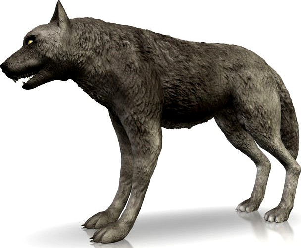 Detailed Grey Wolf3d model