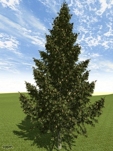 Tree fir3d model