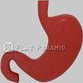 3D Model Stomach - 41548