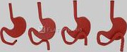 3D Model Curve Stomach - 41549