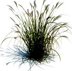 Miscanthus sacchariflorus 059 am126