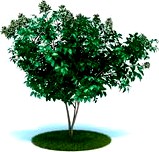 Heptacodium miconioides 027 AM86