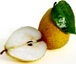pear 42 am130