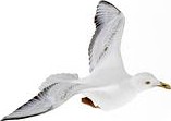 seagull 16 am83
