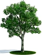 Platanus summer Plant 23 AM61