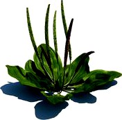 Plantago maior 027 am124
