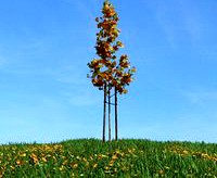 maple tree 059 am100