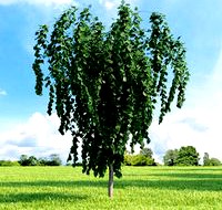 Cercidiphyllum japonicum &#039;Pendulum&#039; 027_v3 AM136