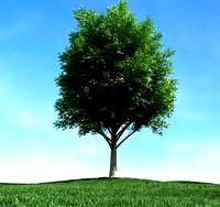tree 33 am106