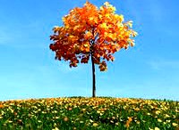 shower cabin 62 AM56