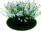 Linum perenne 035 AM86