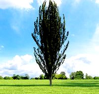 Fagus sylvatica dawyck 030_v3 AM136