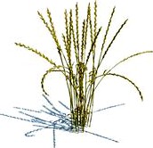 Lolium perenne 078 am124