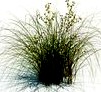 Carex aurea 076 am126