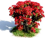 Lagerstroemia indica 34 am154