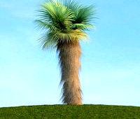 Washingtonia filifera 80 am113